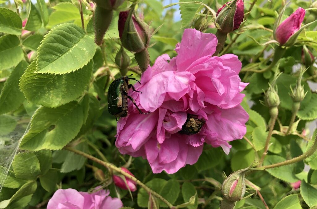 ROSIGE Zeiten in Sandras Garten